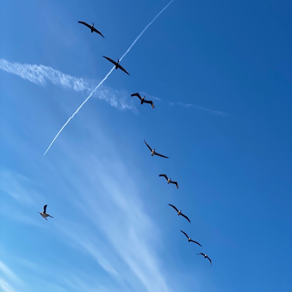 Meet your Posher, Judy